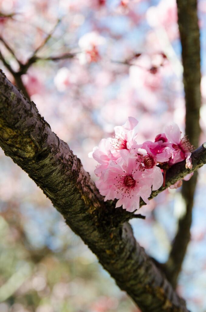 Lovely pink blossom Sakura flower in Japanese Garden Stock Free