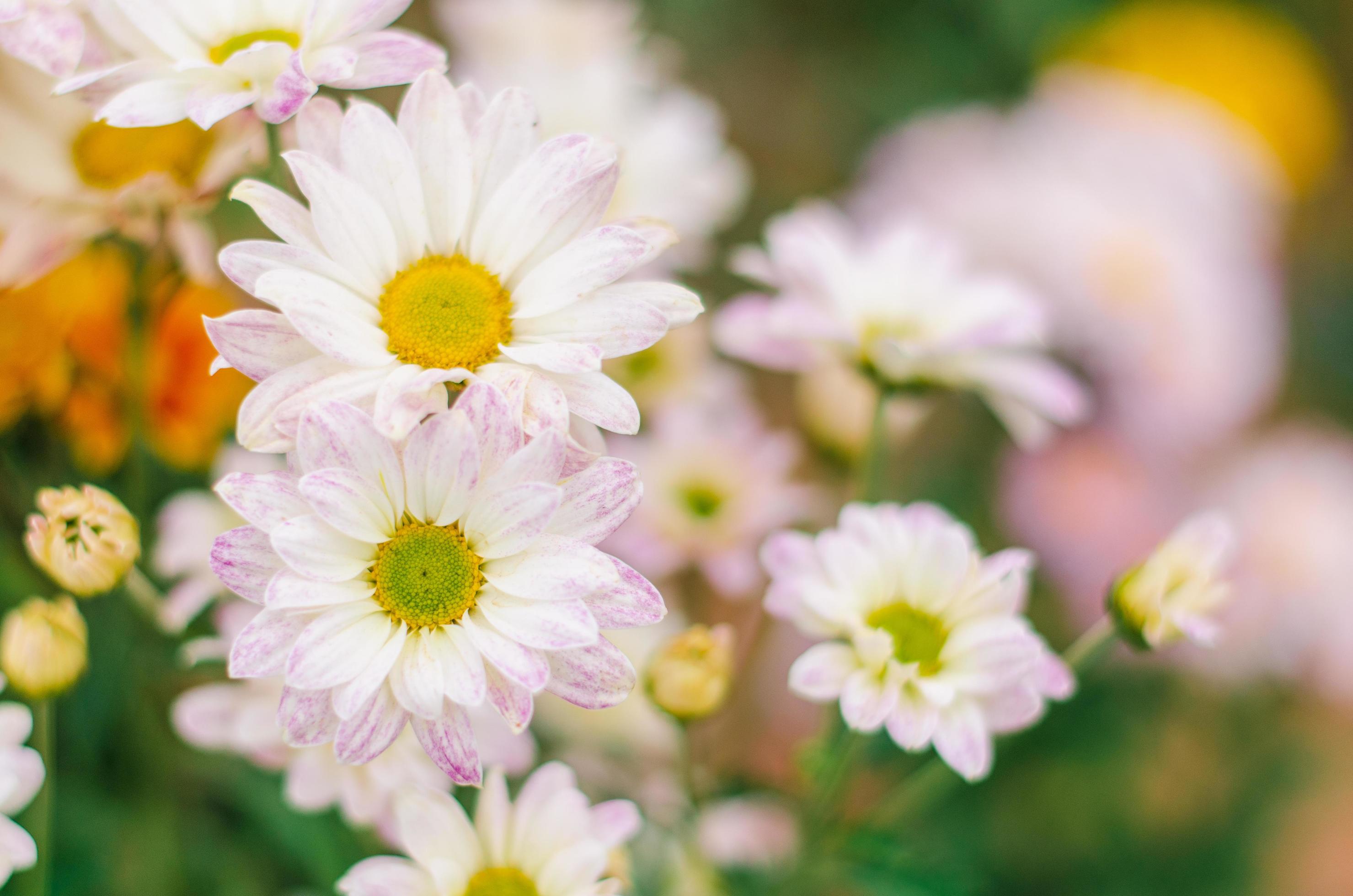 Close-up of a group of chrysanthemum flowers Stock Free