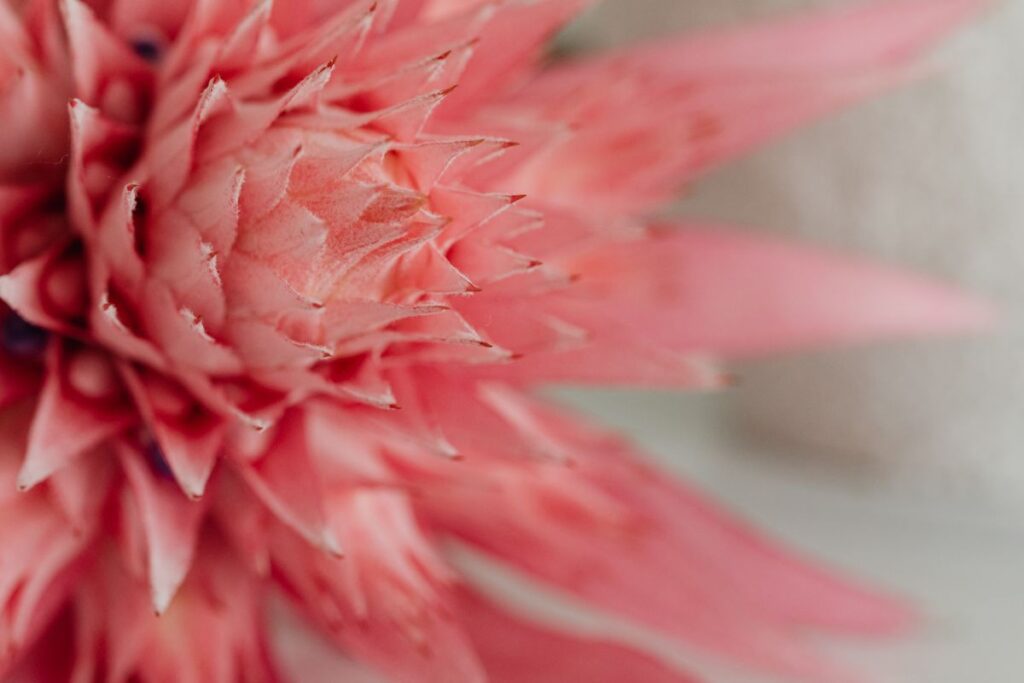 Aechmea fasciata – silver vase – urn plant – Bromeliaceae – pink flower Stock Free