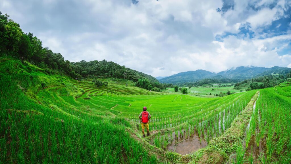 Asian man travel nature Travel relax Walking rice field in rainy season in Chiang Mai, Thailand. Stock Free