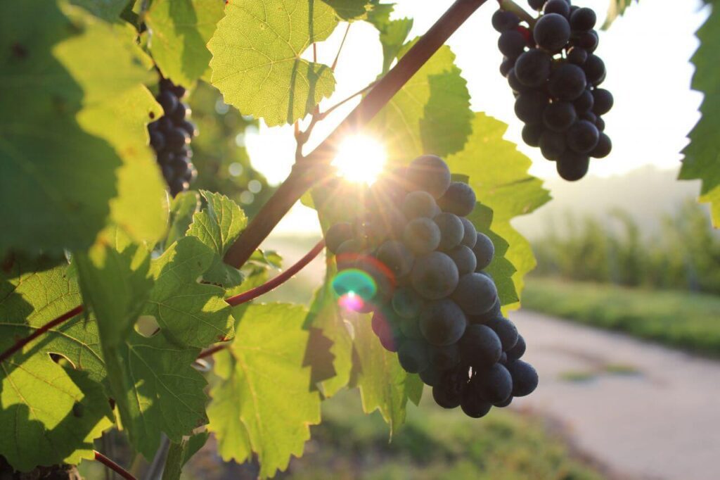 Black Grapes Vine Summer Stock Free