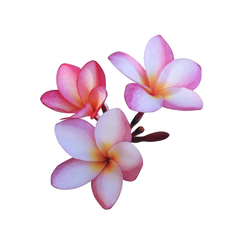 Plumeria or Frangipani flower. Close up pink-purple beautiful flower bouquet isolated on white background. Stock Free