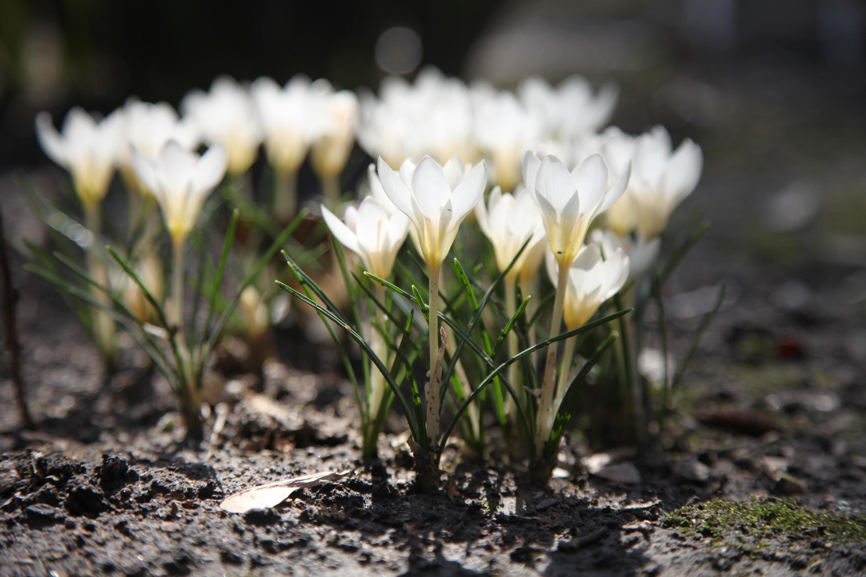 The first spring flowers bloom in the garden. White crocus flowers growing on the ground in early spring Stock Free