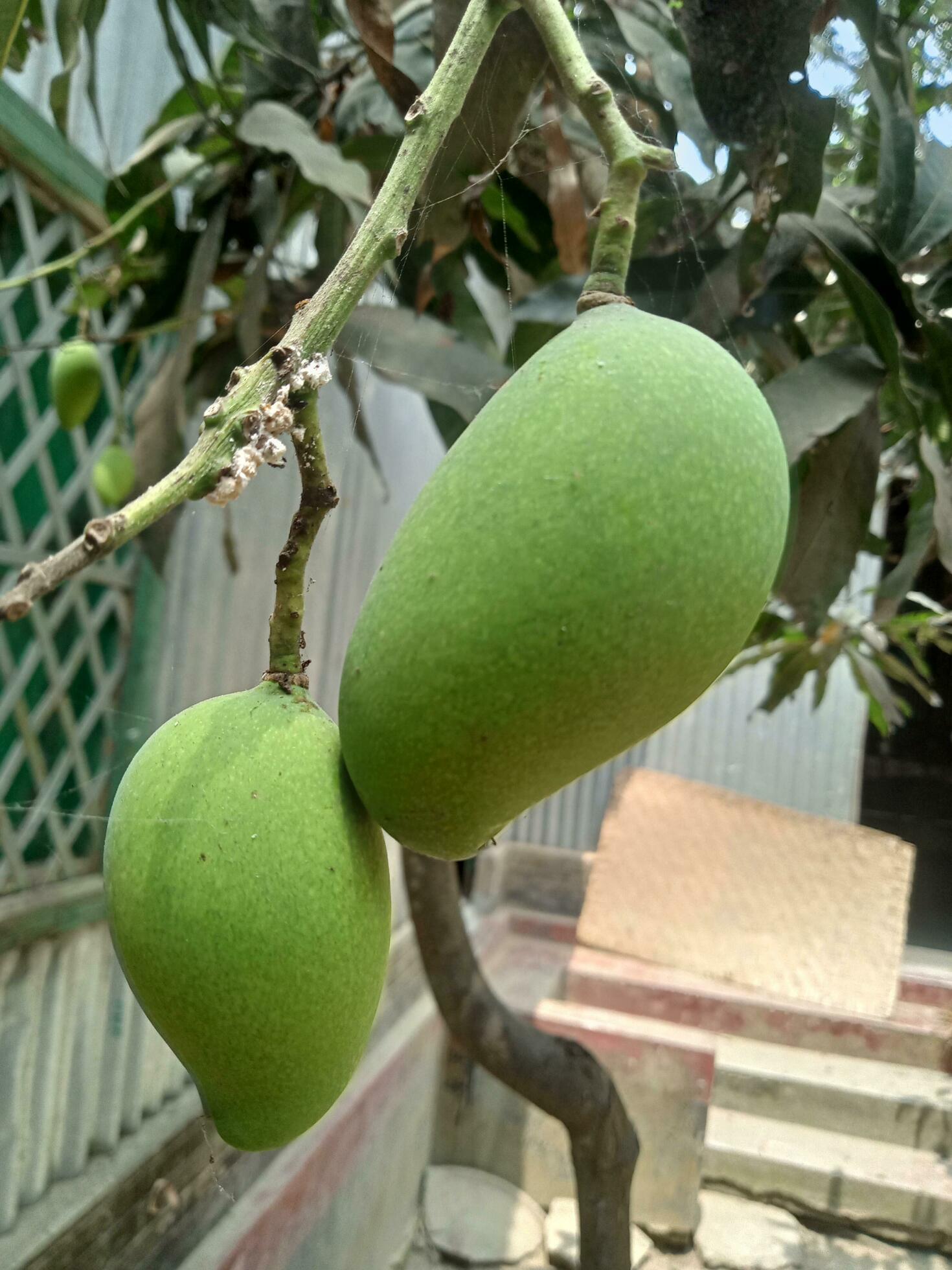 Mango, delicious food, ripe mango, natural food Stock Free