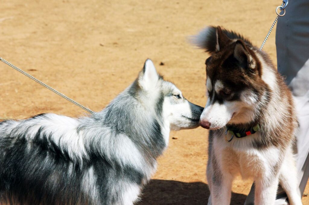 Siberian Husky Two Of Them Stock Free