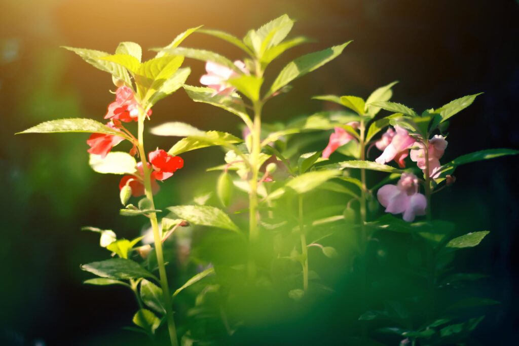 Beautiful red flowers with sunlight in nature background Stock Free