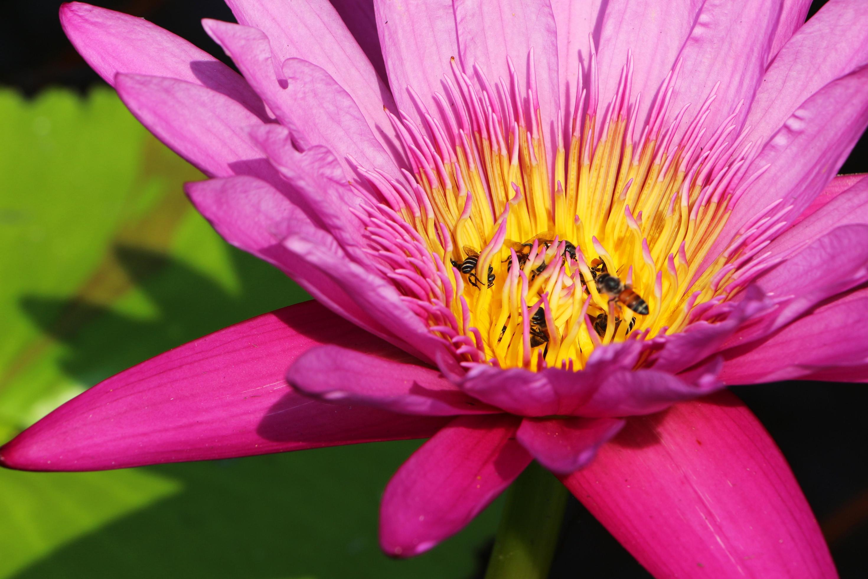 The purple lotus flower has a yellow color at the base of the stamens and a group of bees inside. Stock Free