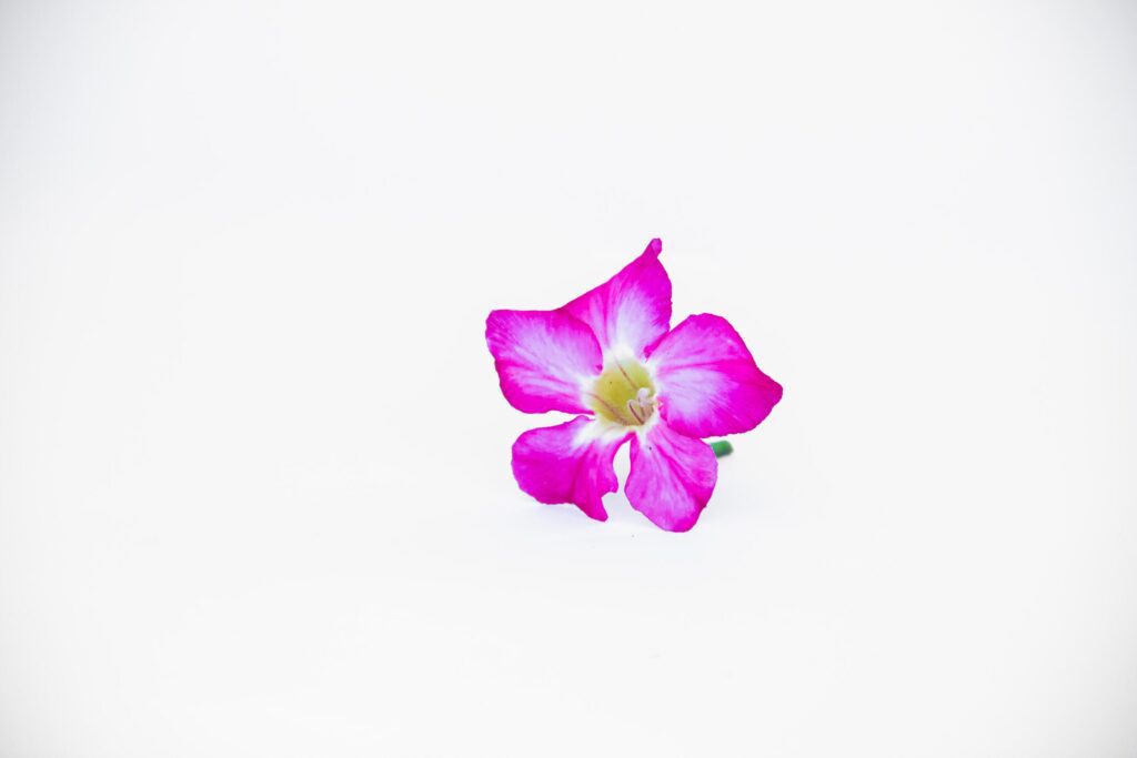 beautiful close up of pink adenium flowers white background Stock Free