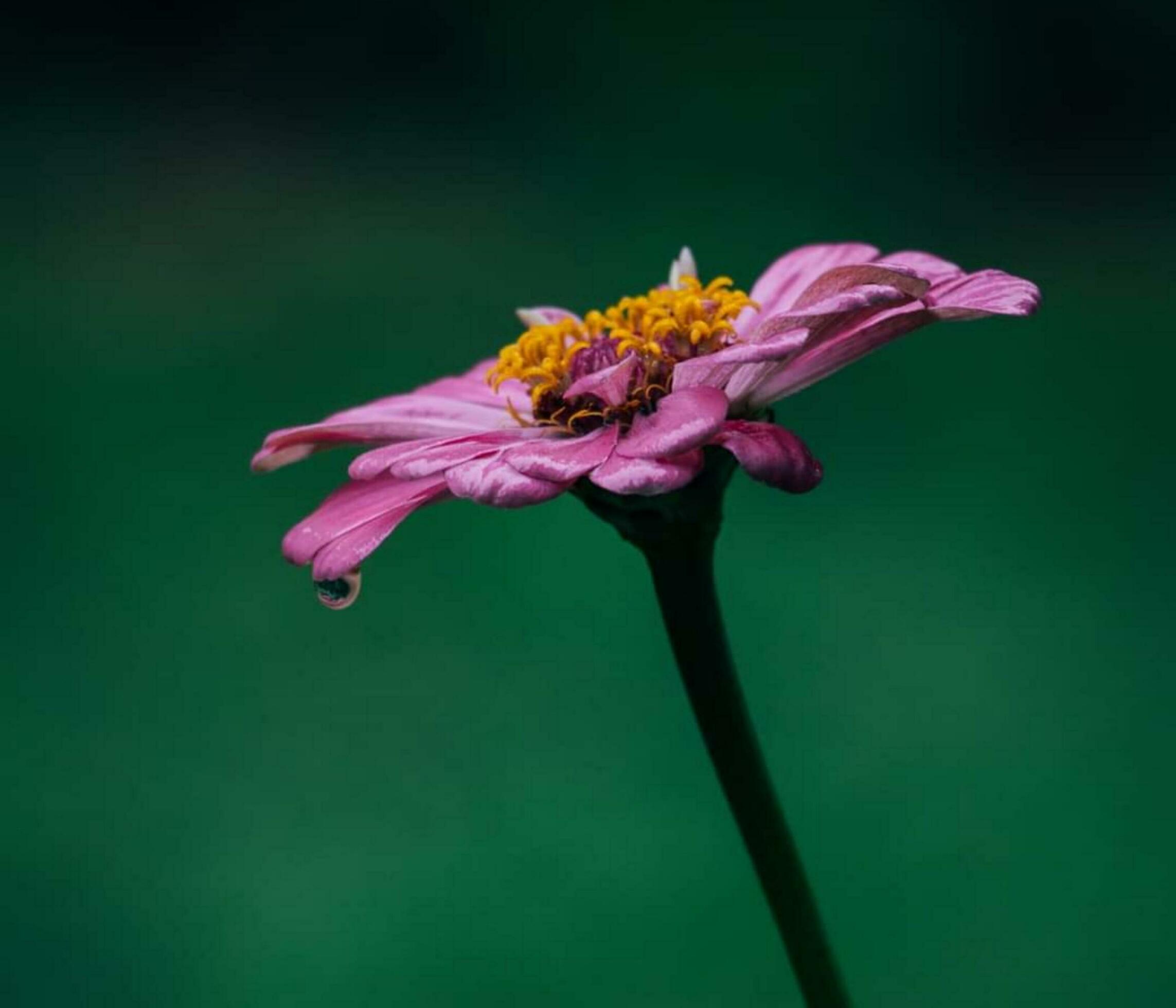 Beautiful blooming flower Stock Free