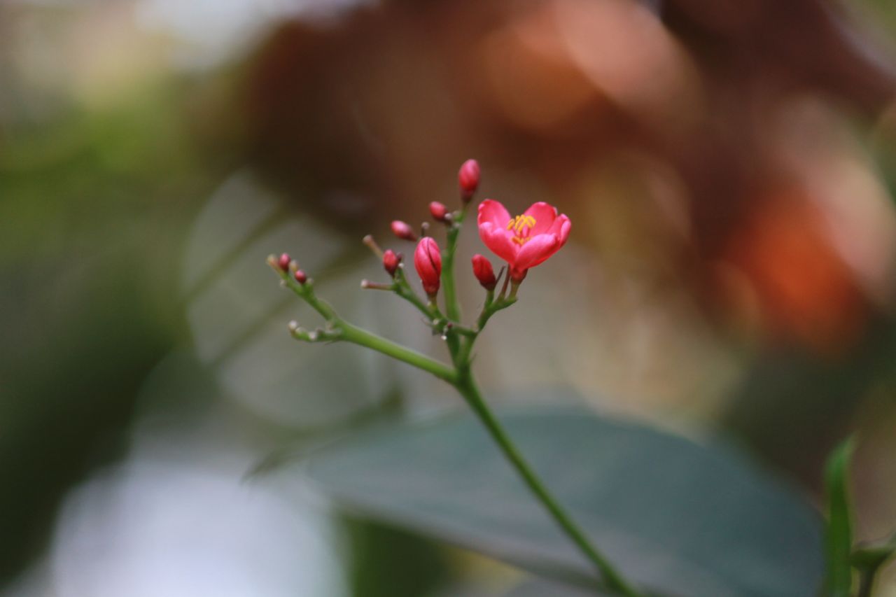 Budding Flower Closeup Stock Free