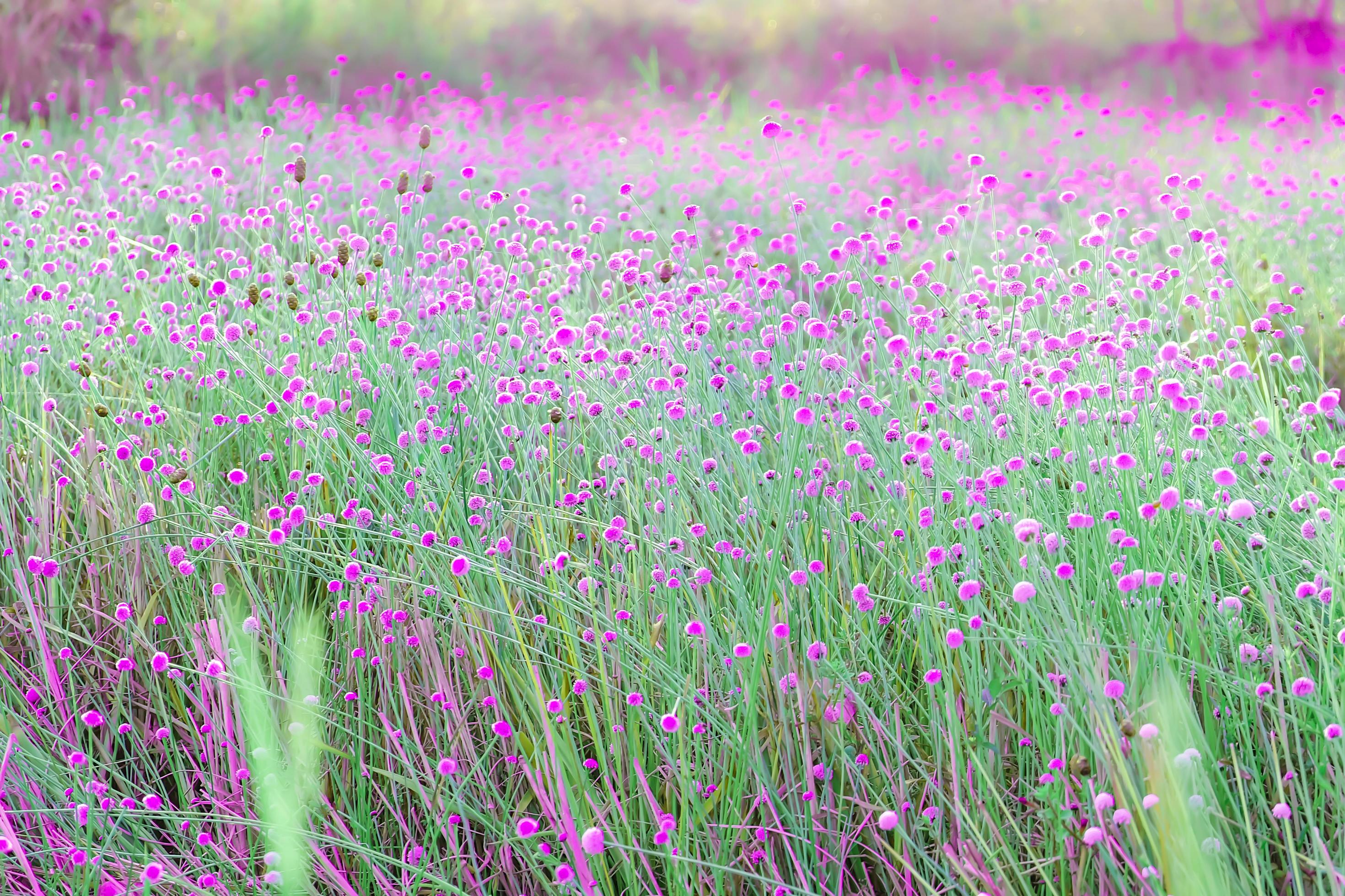 Blurred,Pink wild flower fields.Beautiful growing and blooming in the nature Stock Free