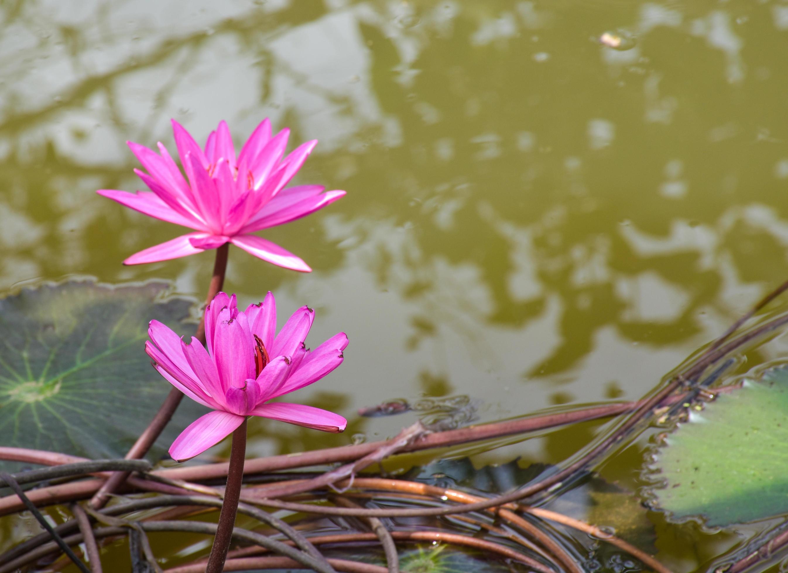 pink lotus blooming in water Thai garden beauty nature Stock Free