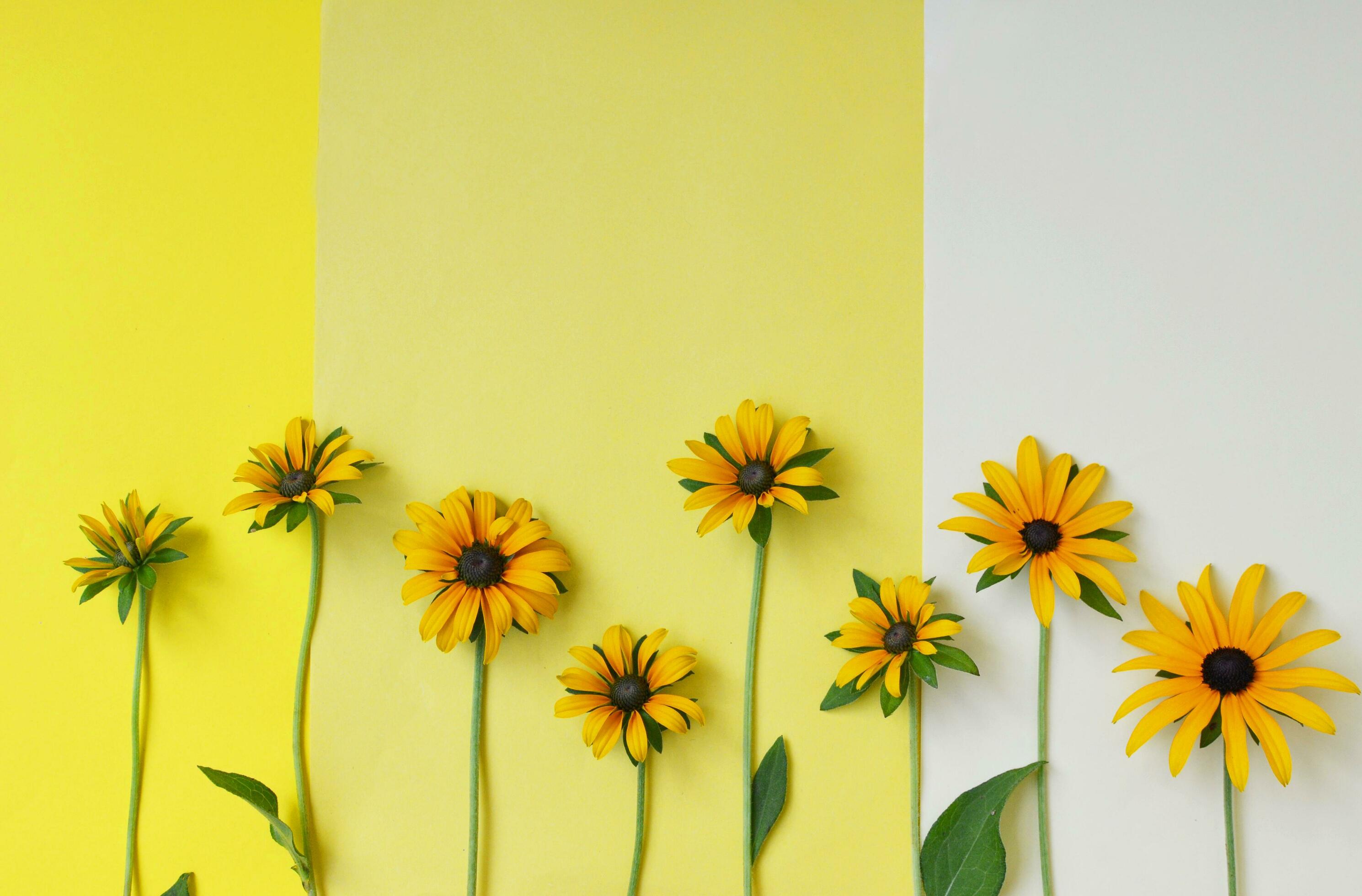 Green grass and yellow flowers on the colorful backgrounds and backdrop Stock Free