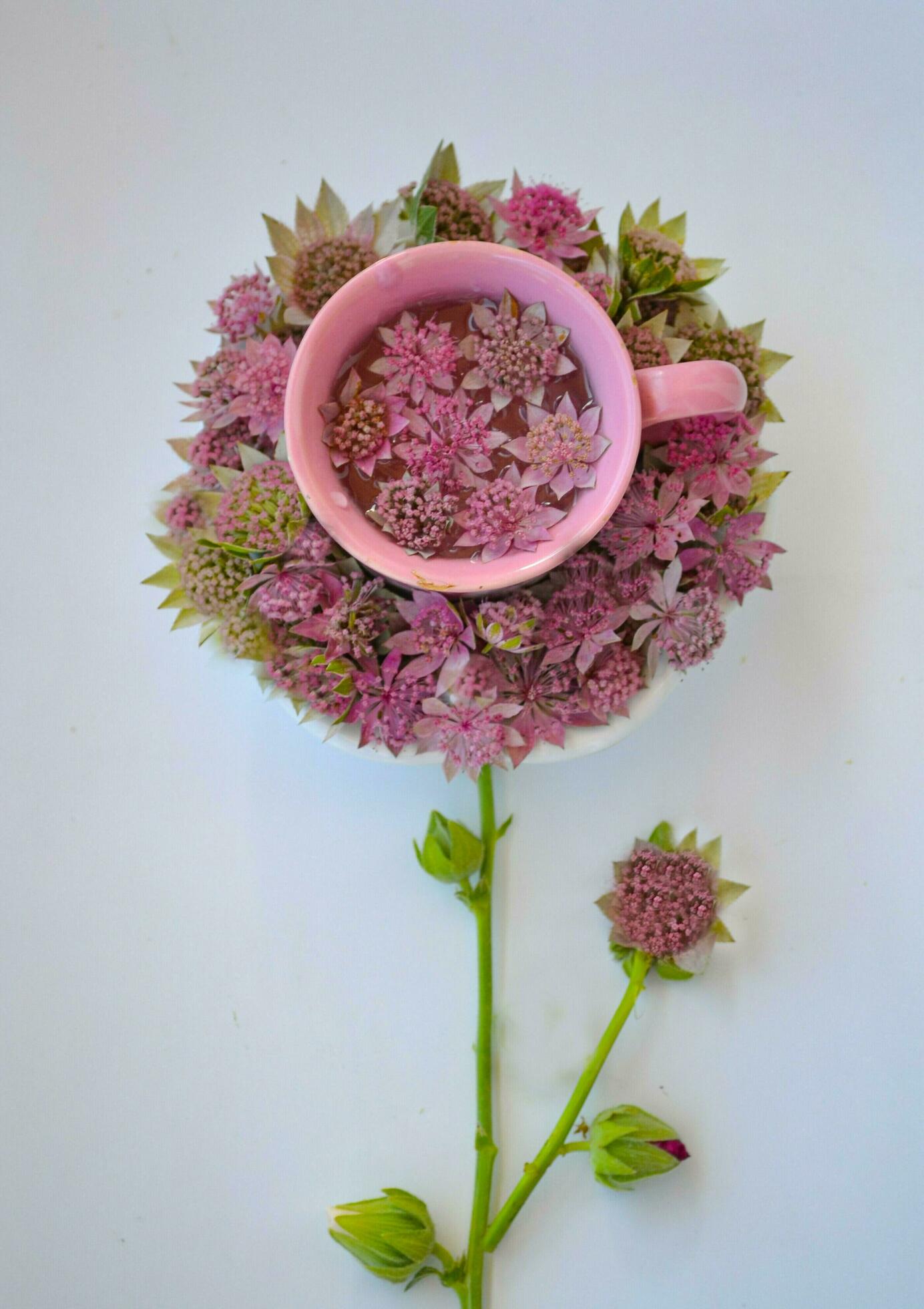 wild flowers for beautiful background Stock Free