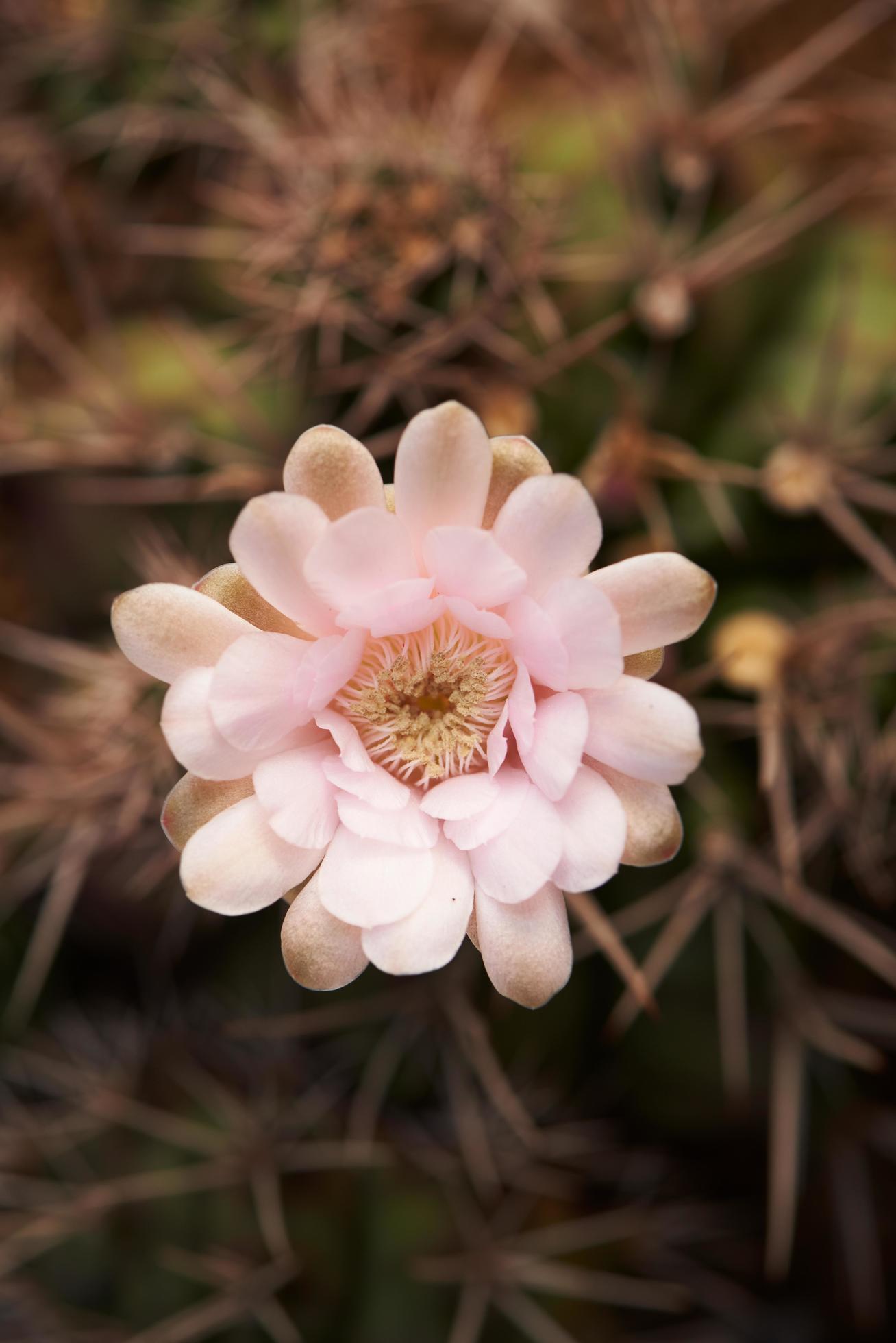 Top view of beautiful gymnocalycium cactus flower Stock Free