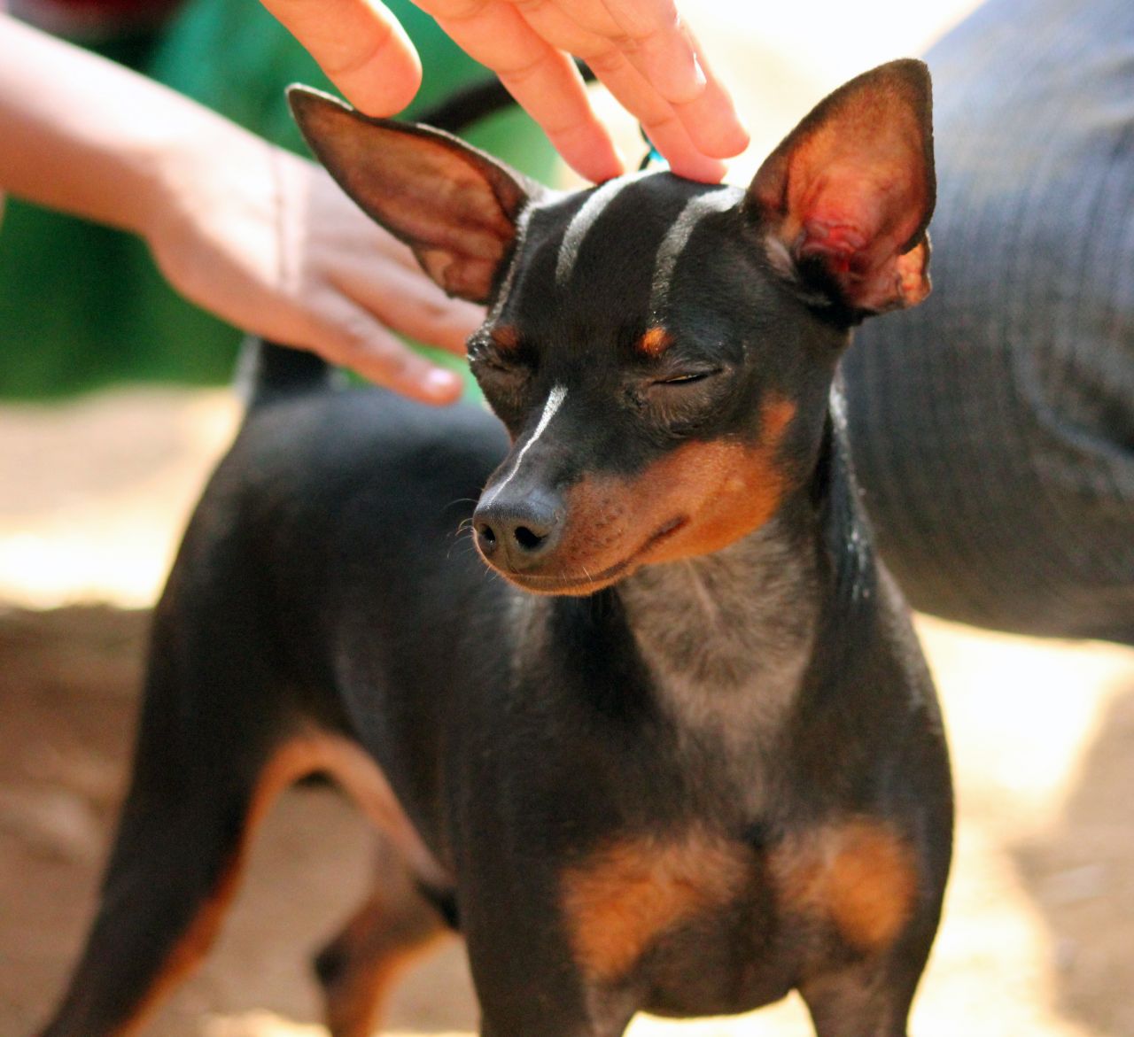 Black Brown Dog Stock Free