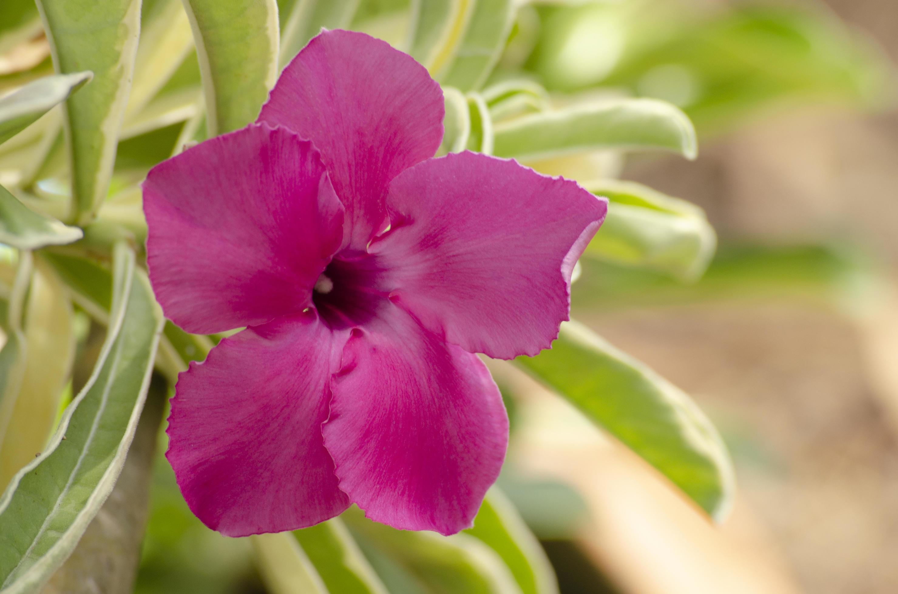 Desert Rose pink flower on soft background. Stock Free