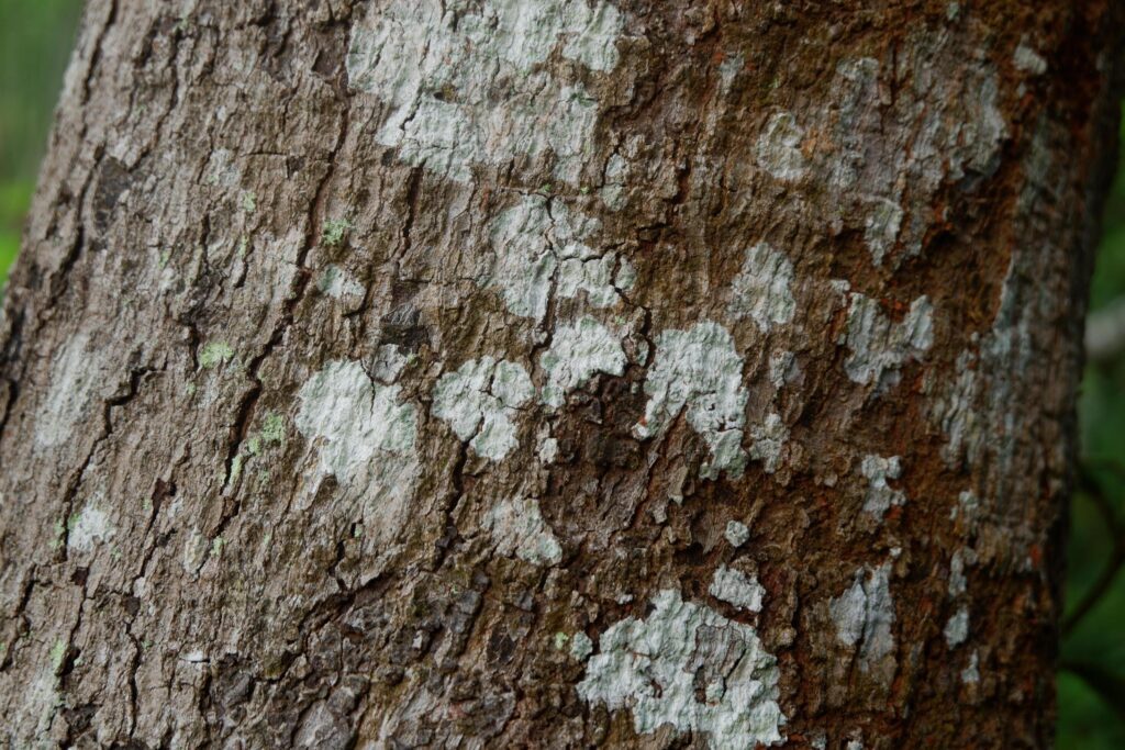 close up photography of tree bark texture suitable for background Stock Free