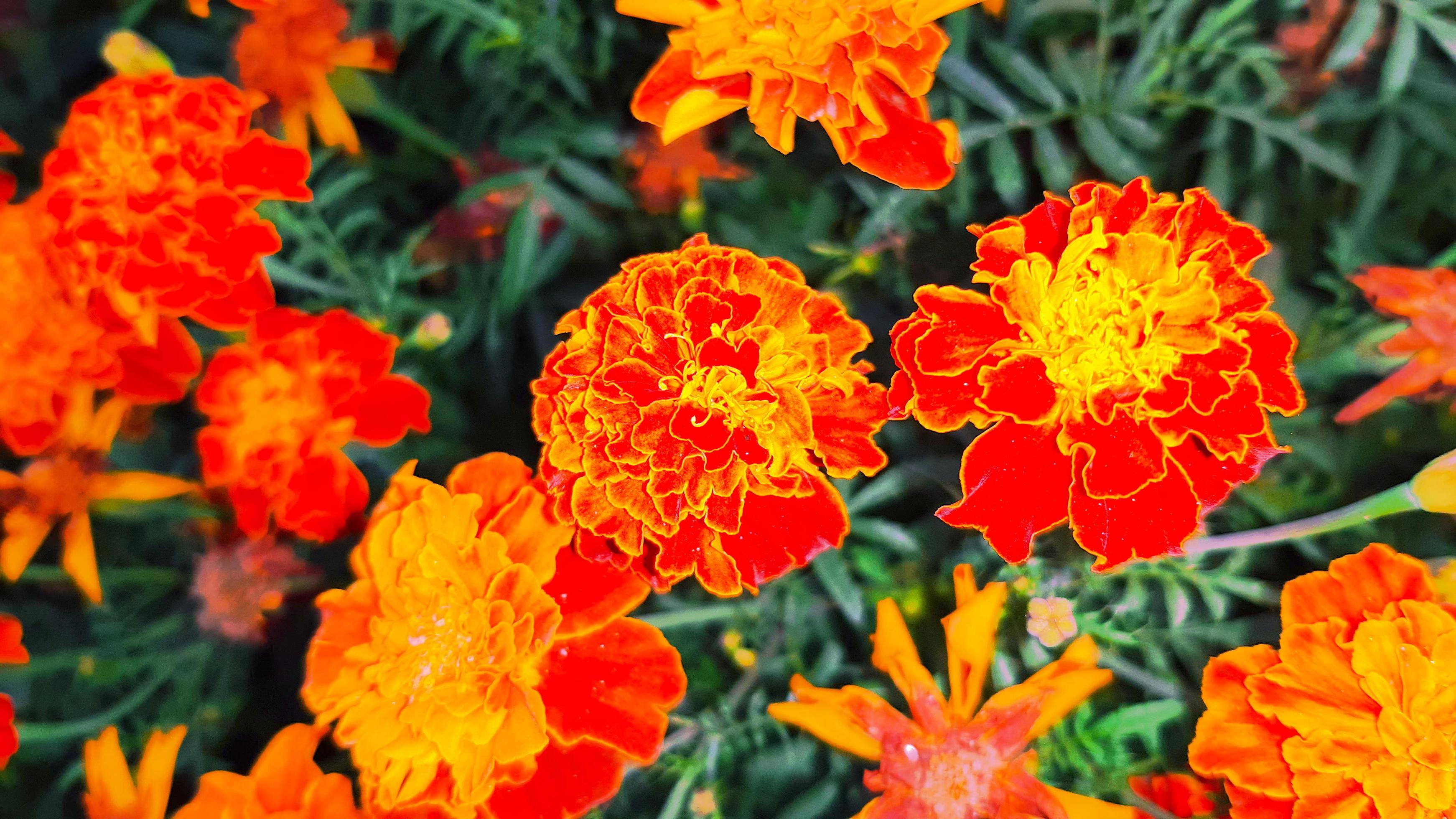 Spring blooming marigold flower Stock Free