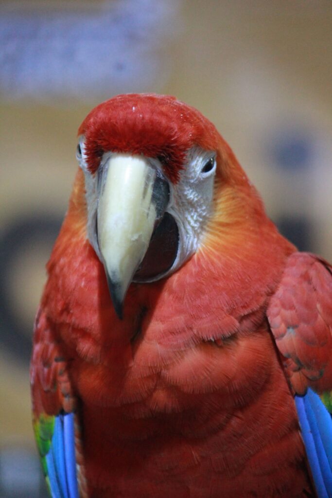 Scarlet Macaw Bird Show Stock Free