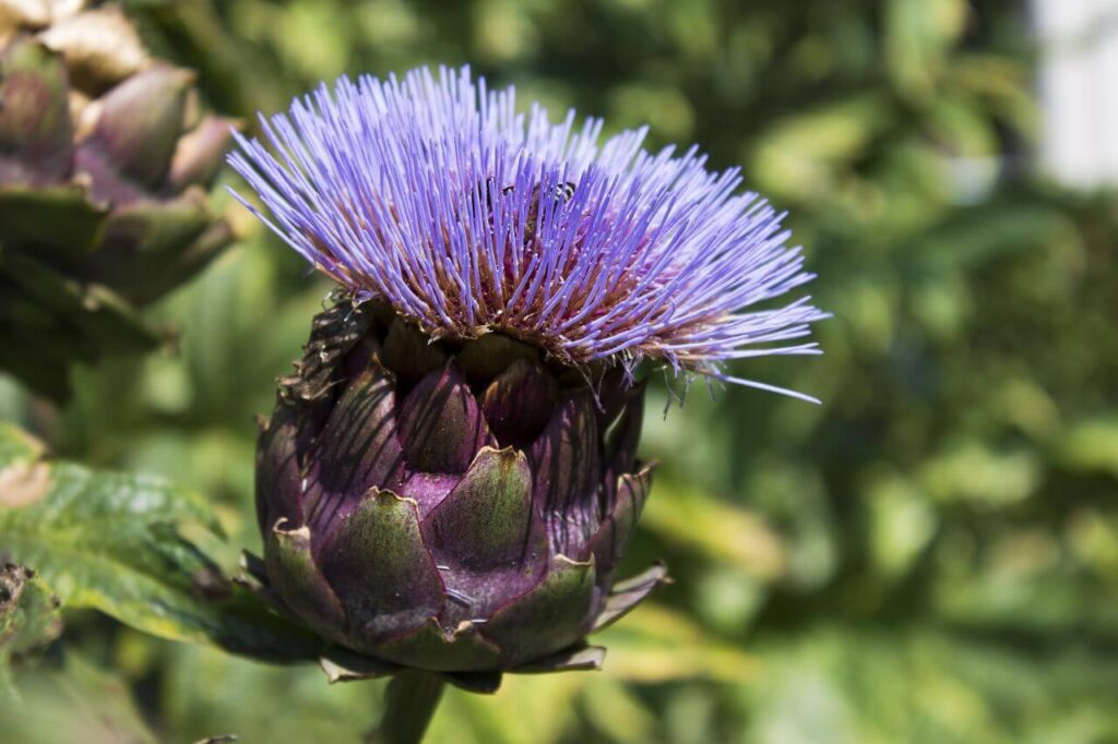 Artichoke Stock Free