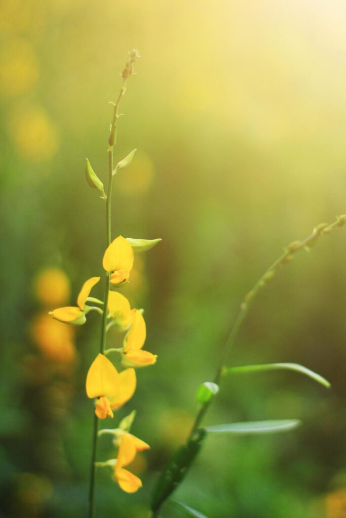 Beautiful yellow Sun hemp flowers or Crotalaria juncea farm in beautiful sunlight on the mountain in Thailand.A type of legume. Stock Free