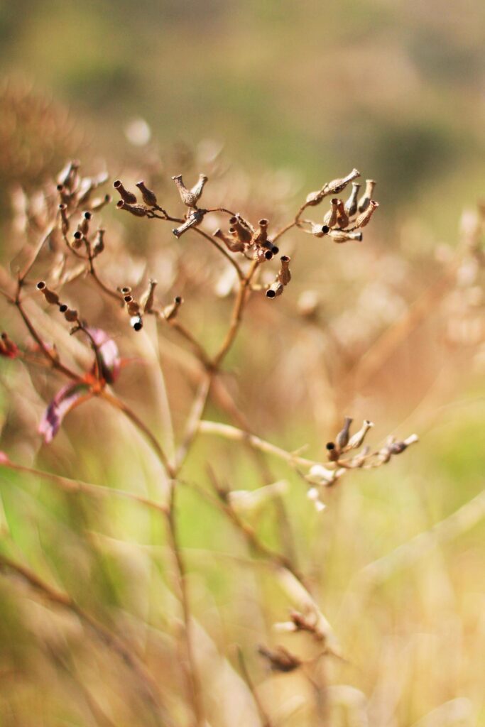 Dry Wild flowers grass in natural sunlight with blue sky Stock Free