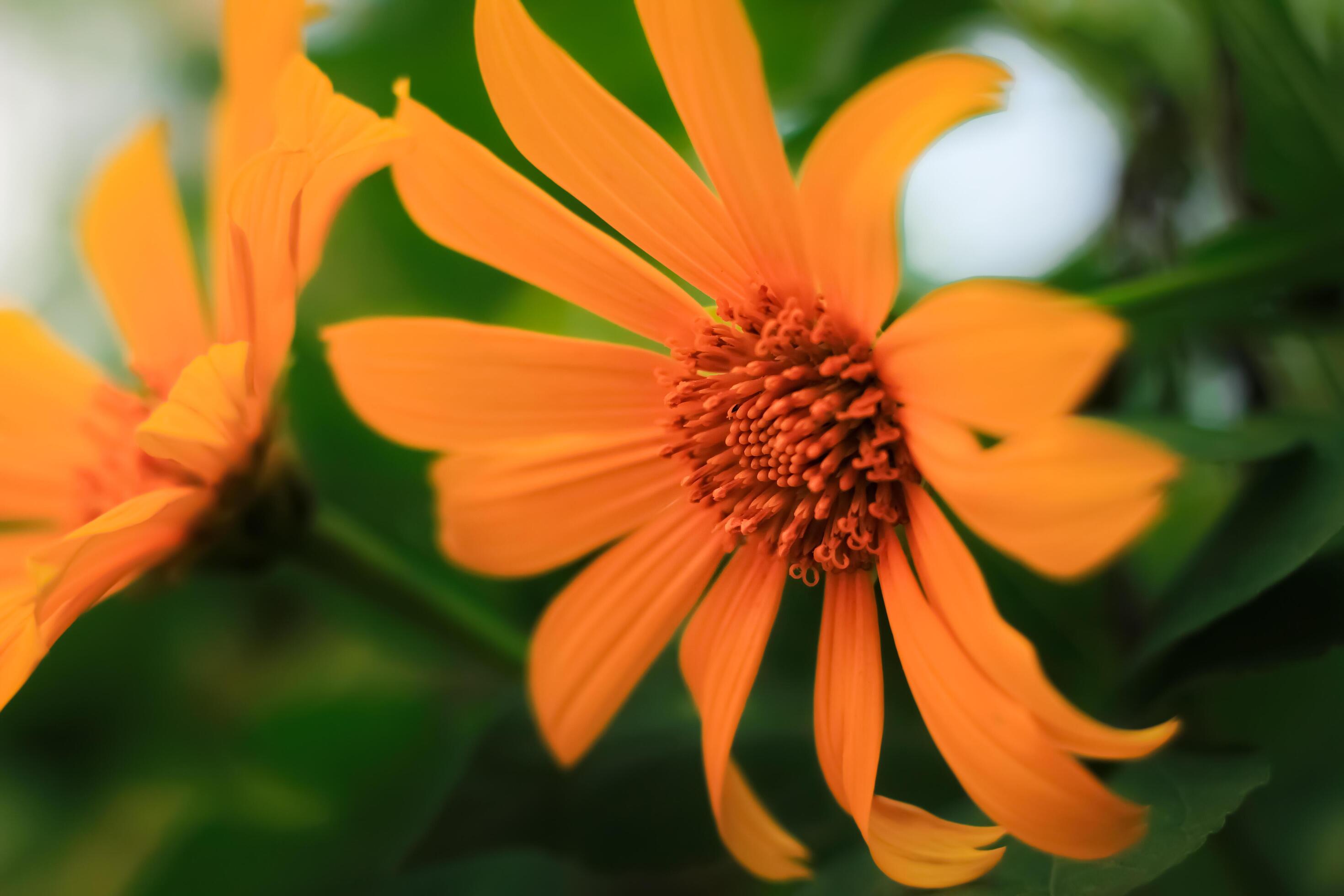 tithonia flower blooms in the garden. tithonia flower have latin named tithonia diversifolia. tithonia diversifolia flower from asteraceae family Stock Free