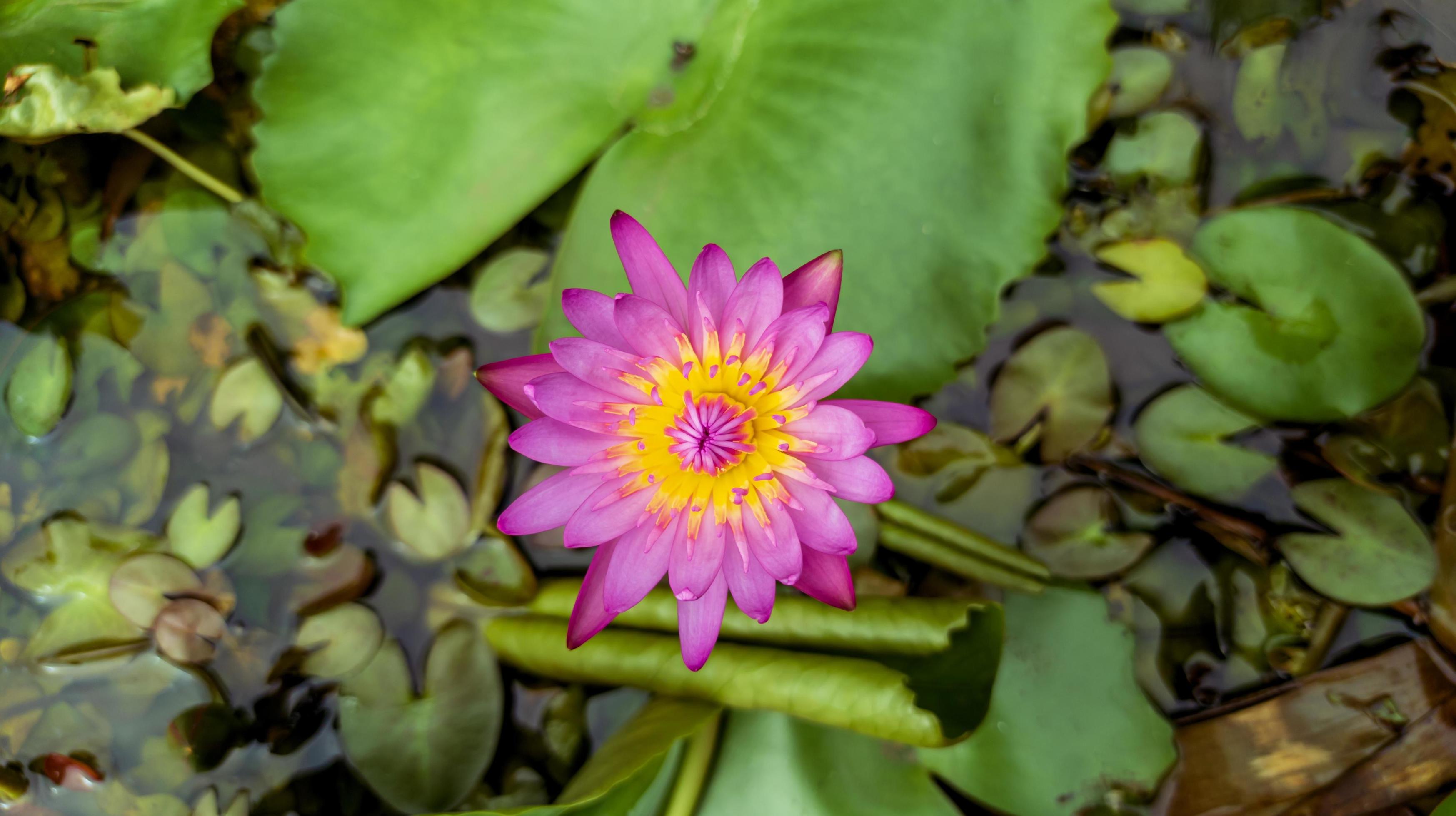 close up photo of beautiful lotus flower selective focus, lotus flower wallpaper, flower natural background Stock Free