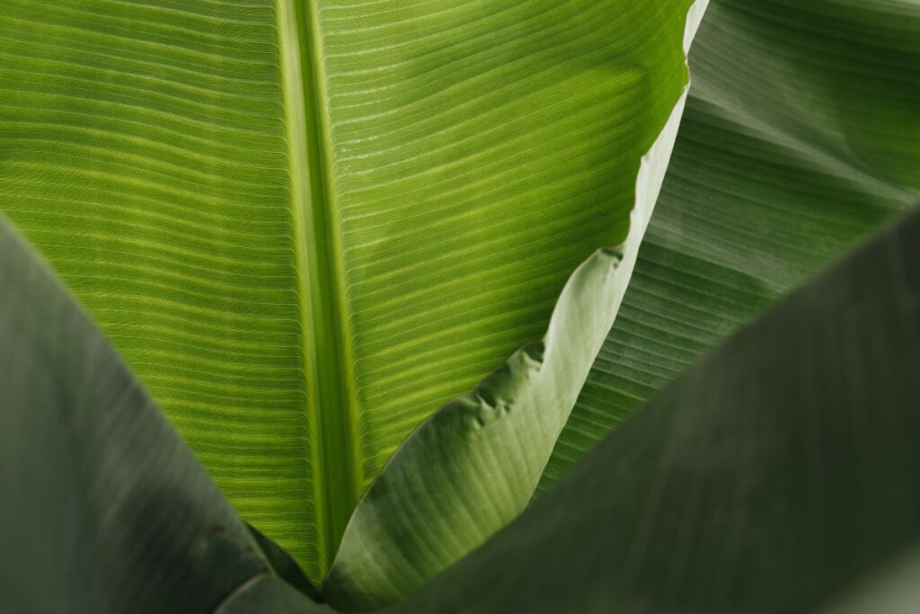 Banana Green Leaf Backgrounds Stock Free