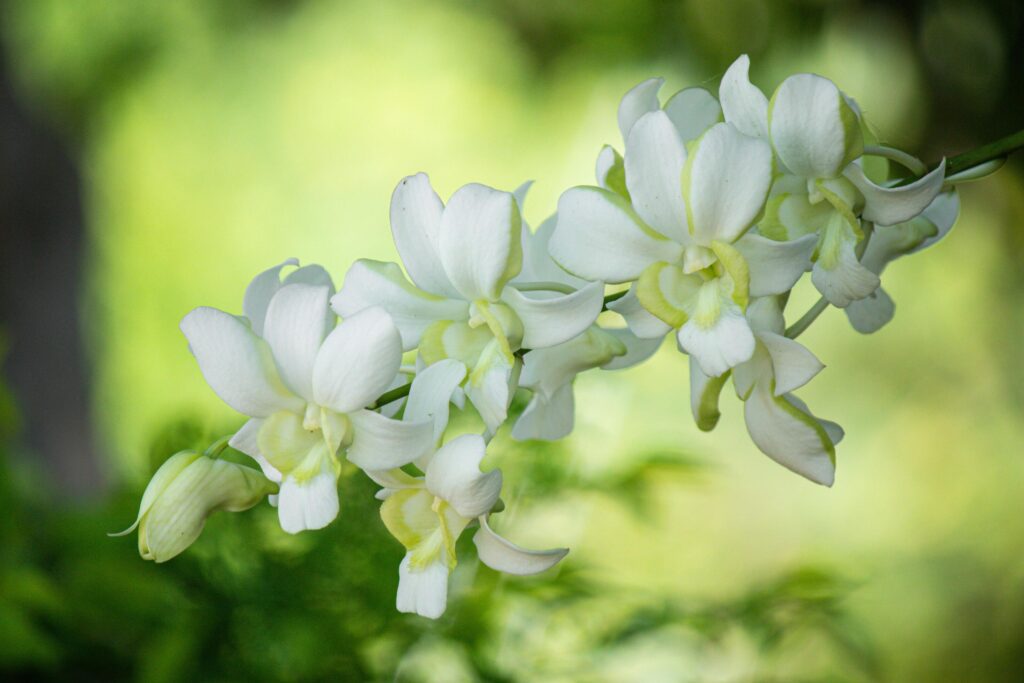 eautiful white orchid flowers nature background For various design work Stock Free