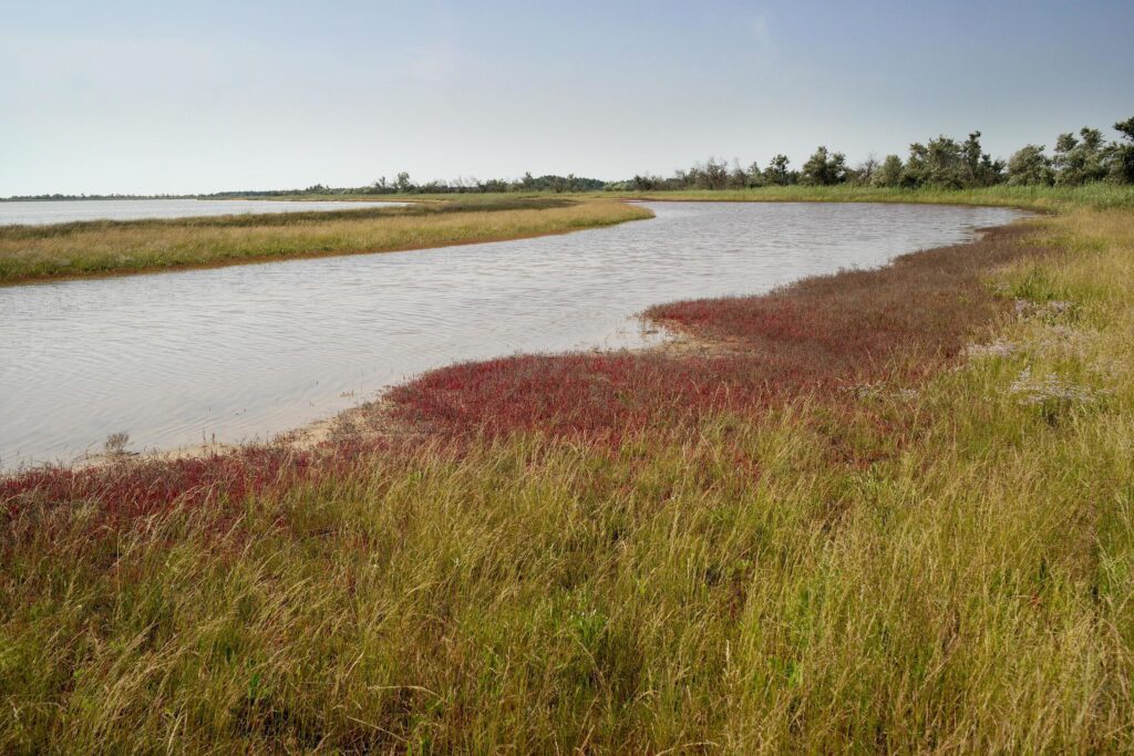 River coastline, wild nature. Stock Free