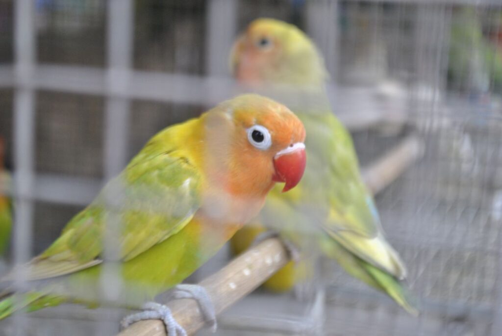 Pet Store Parrots Stock Free