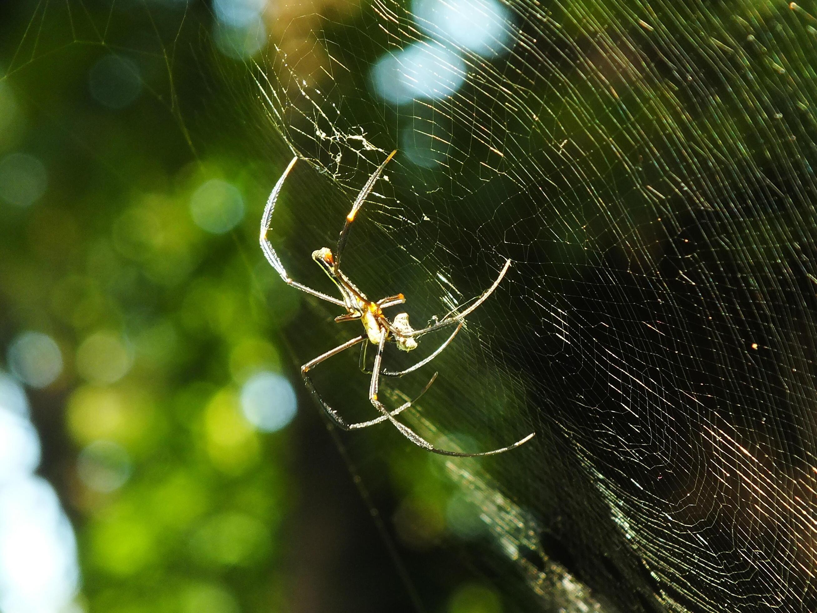 Spider in the cobweb with natural green forest background. A large spider waits patiently in its web for some prey Stock Free