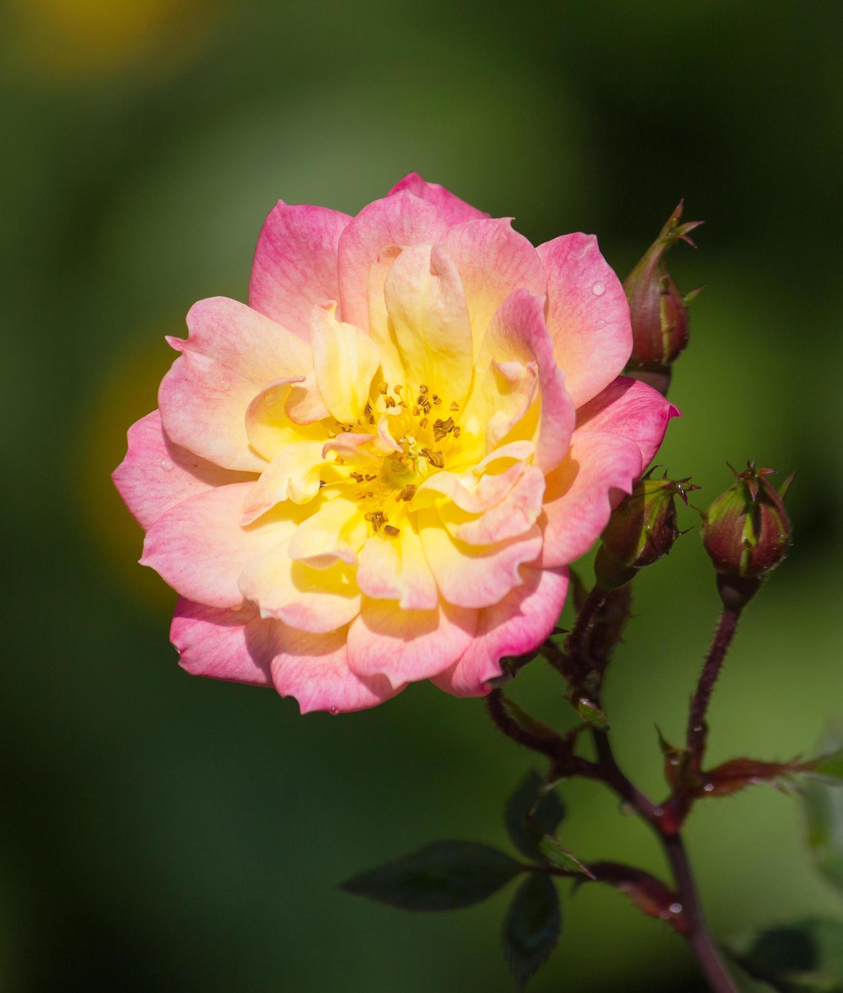 yellow rose flower in a garden Stock Free