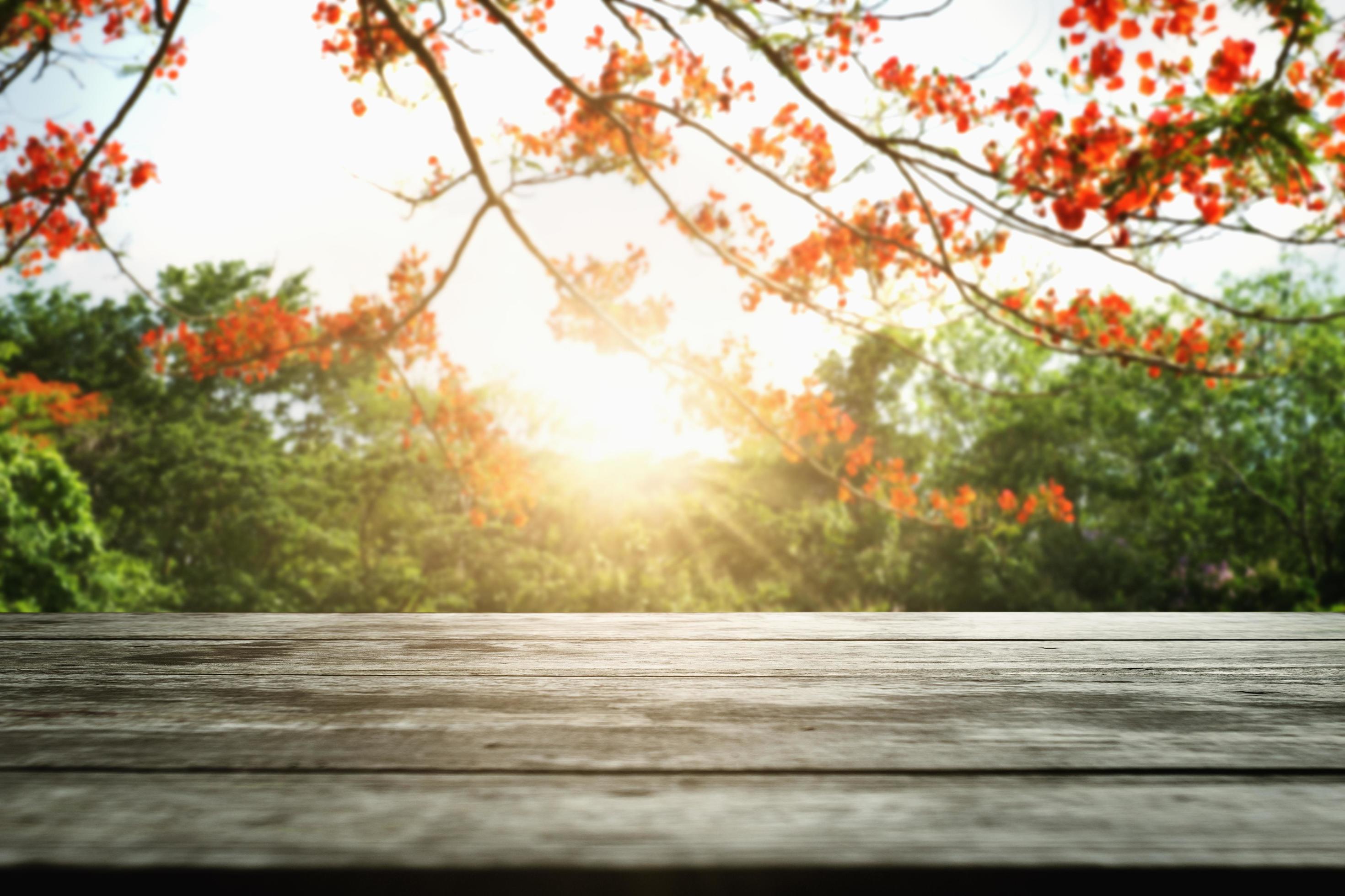 empty wood with red flower in nature background Stock Free