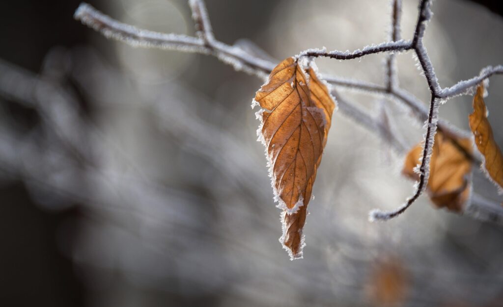 Dry leaves in winter Stock Free