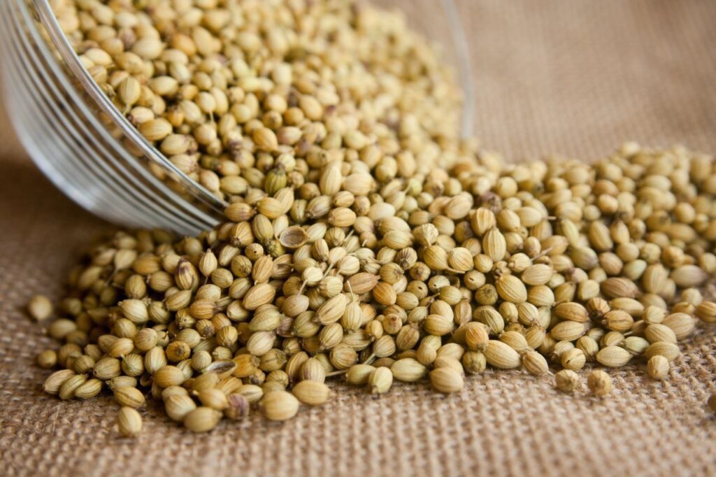 Coriander Seeds Spice Stock Free