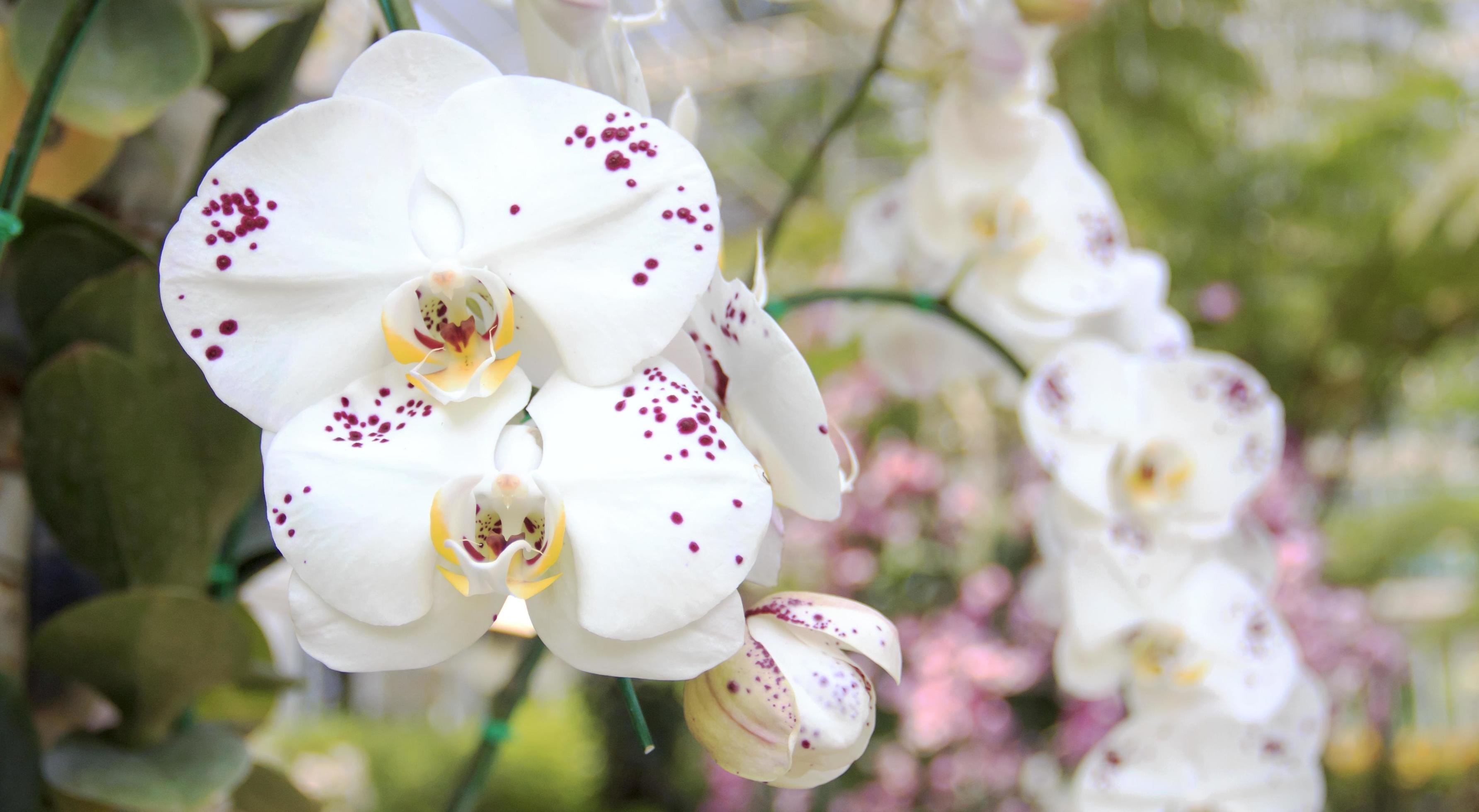 Beautiful orchid flower with natural background. Stock Free