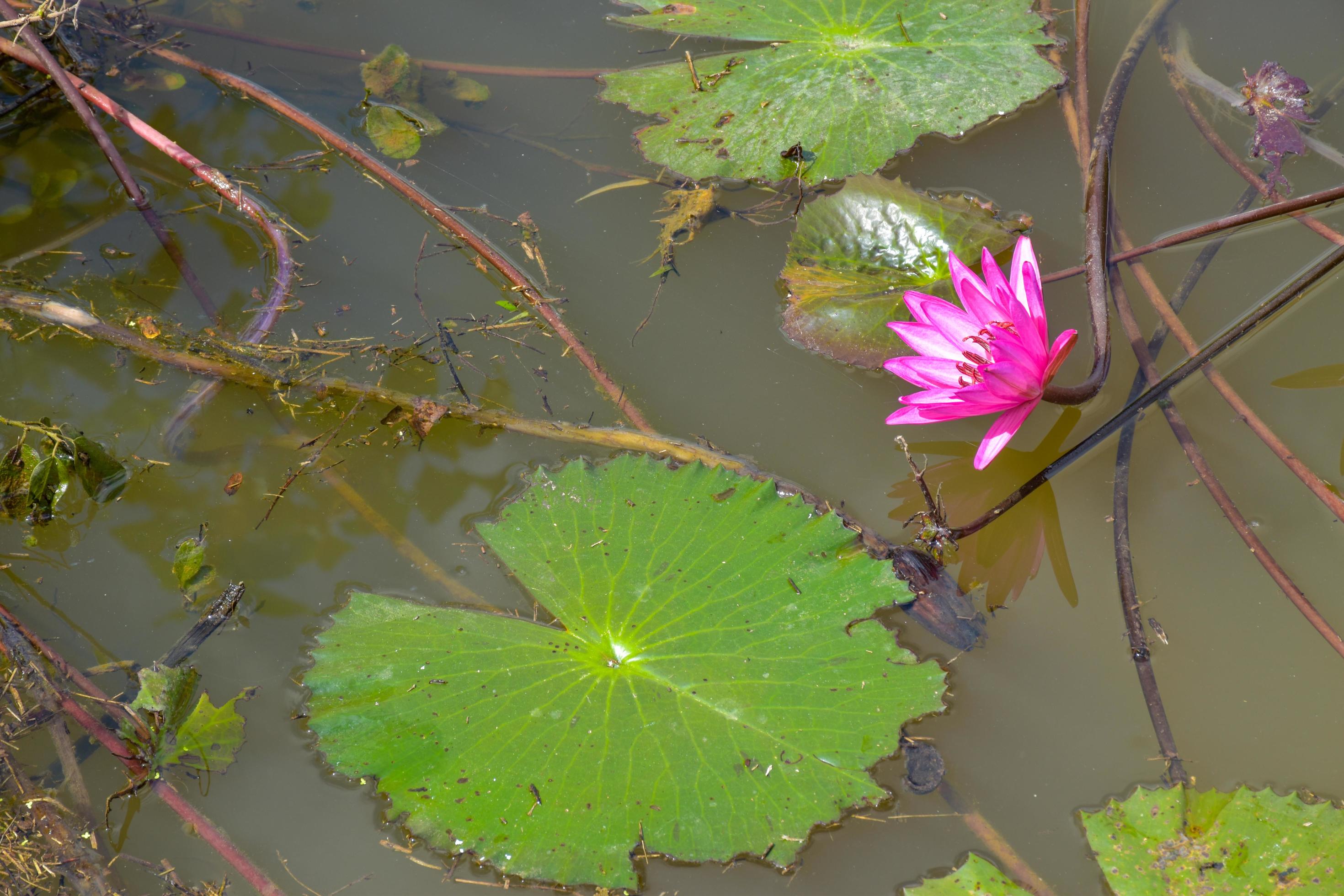 pink lotus blooming in water Thai garden beauty nature Stock Free