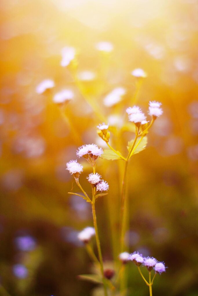 Beautiful wild purple grass flowers in the meadow with sunlight. Billygoat-weed, Chick weed or Ageratum conyzoides is herb plants Stock Free