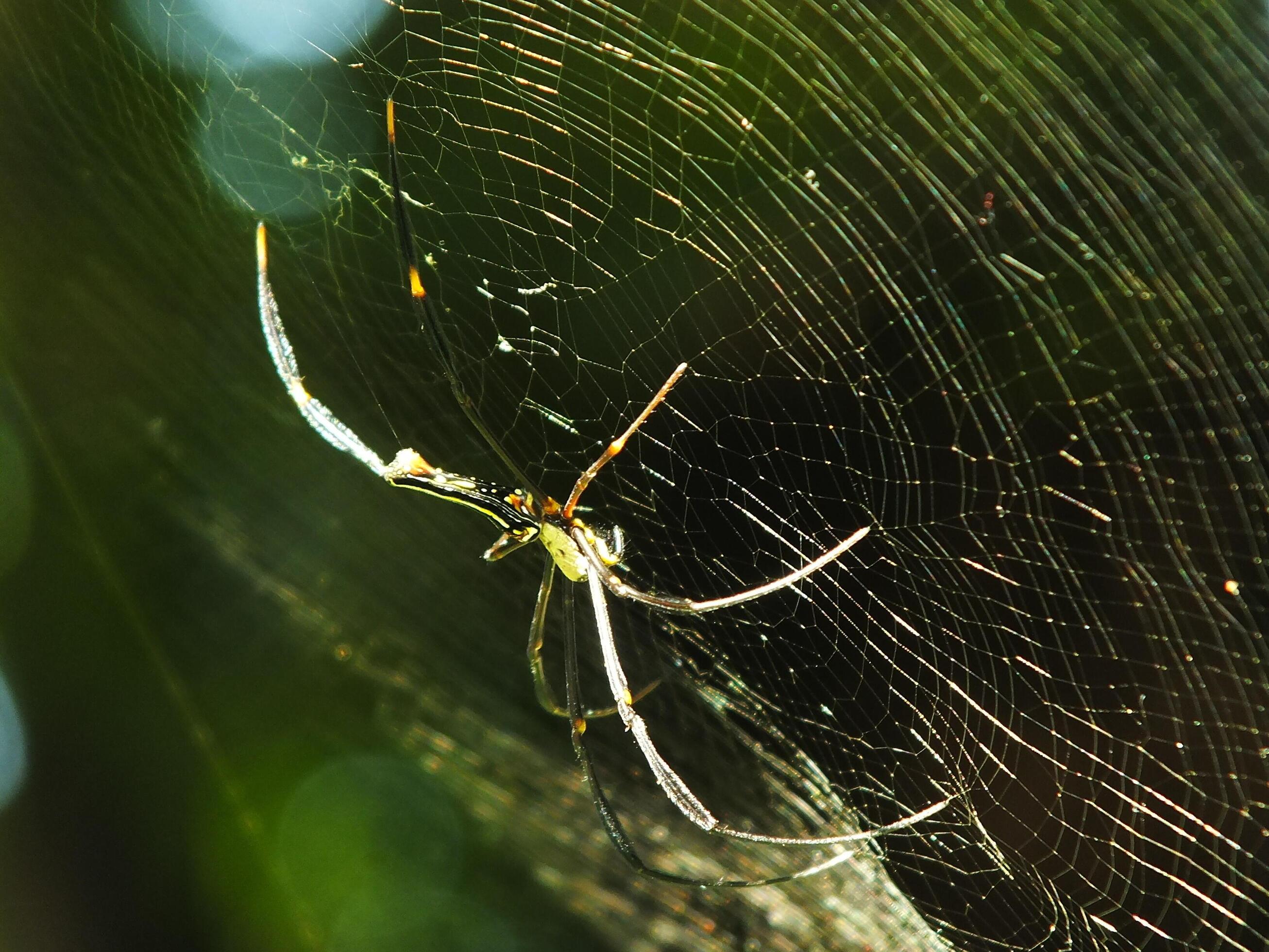 Spider in the cobweb with natural green forest background. A large spider waits patiently in its web for some prey Stock Free