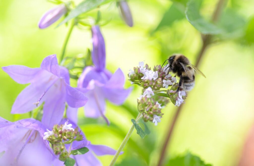 Bee with purple flowers Stock Free