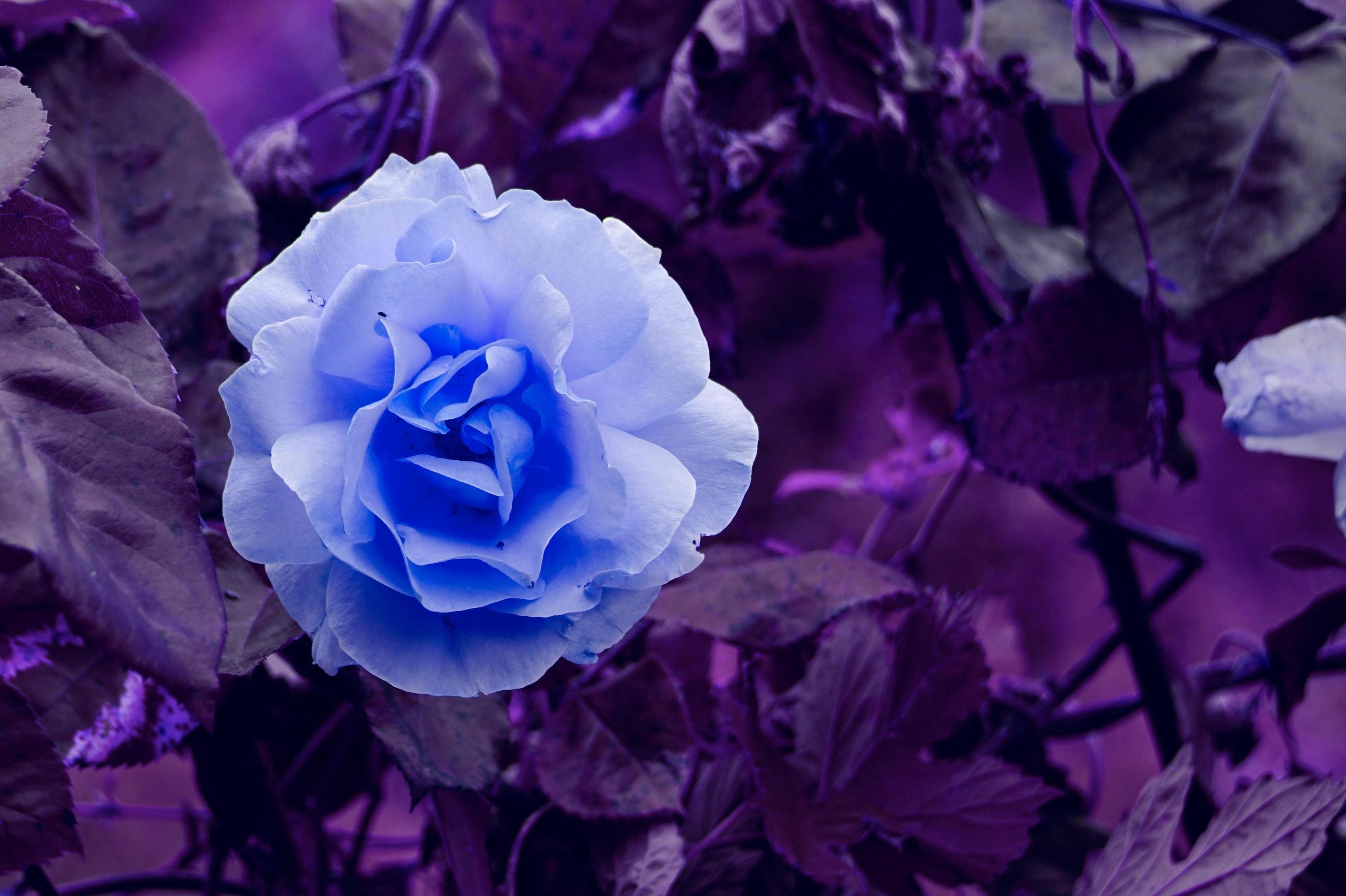 romantic blue rose flower for valentine’s day Stock Free