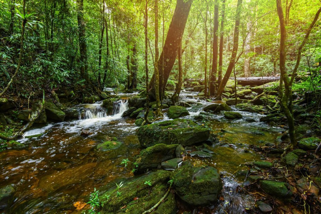 plant tropical stream waterfall forest nature green plant tree rainforest tropical jungle small waterfall river with rock Stock Free