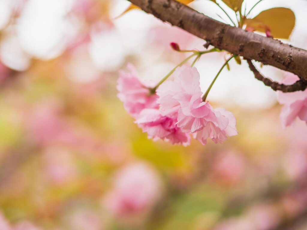 Pink cherry blossom flowers Stock Free