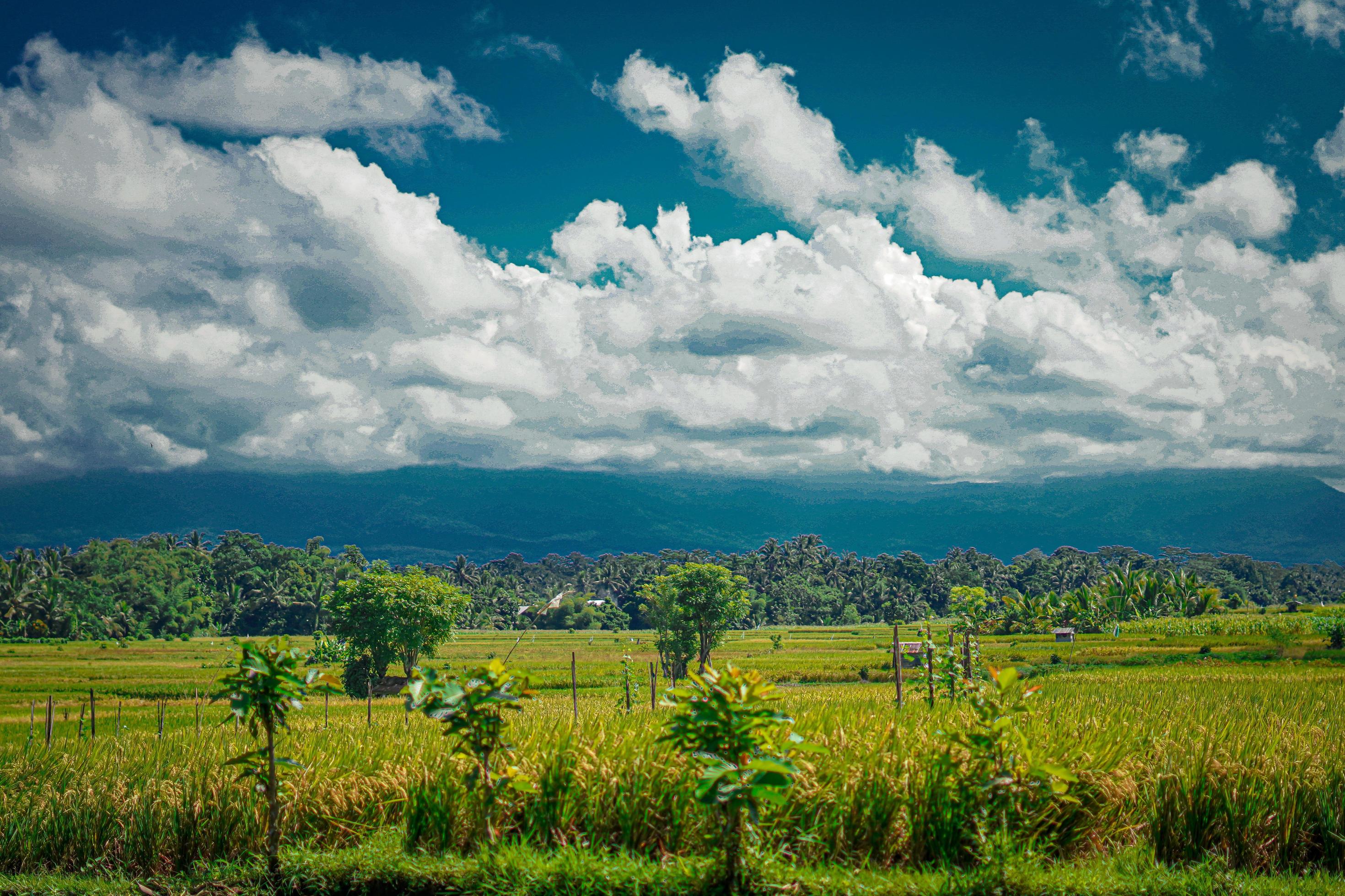 beautiful green paddy plants rice fields nature in Tabanan, Bali Stock Free