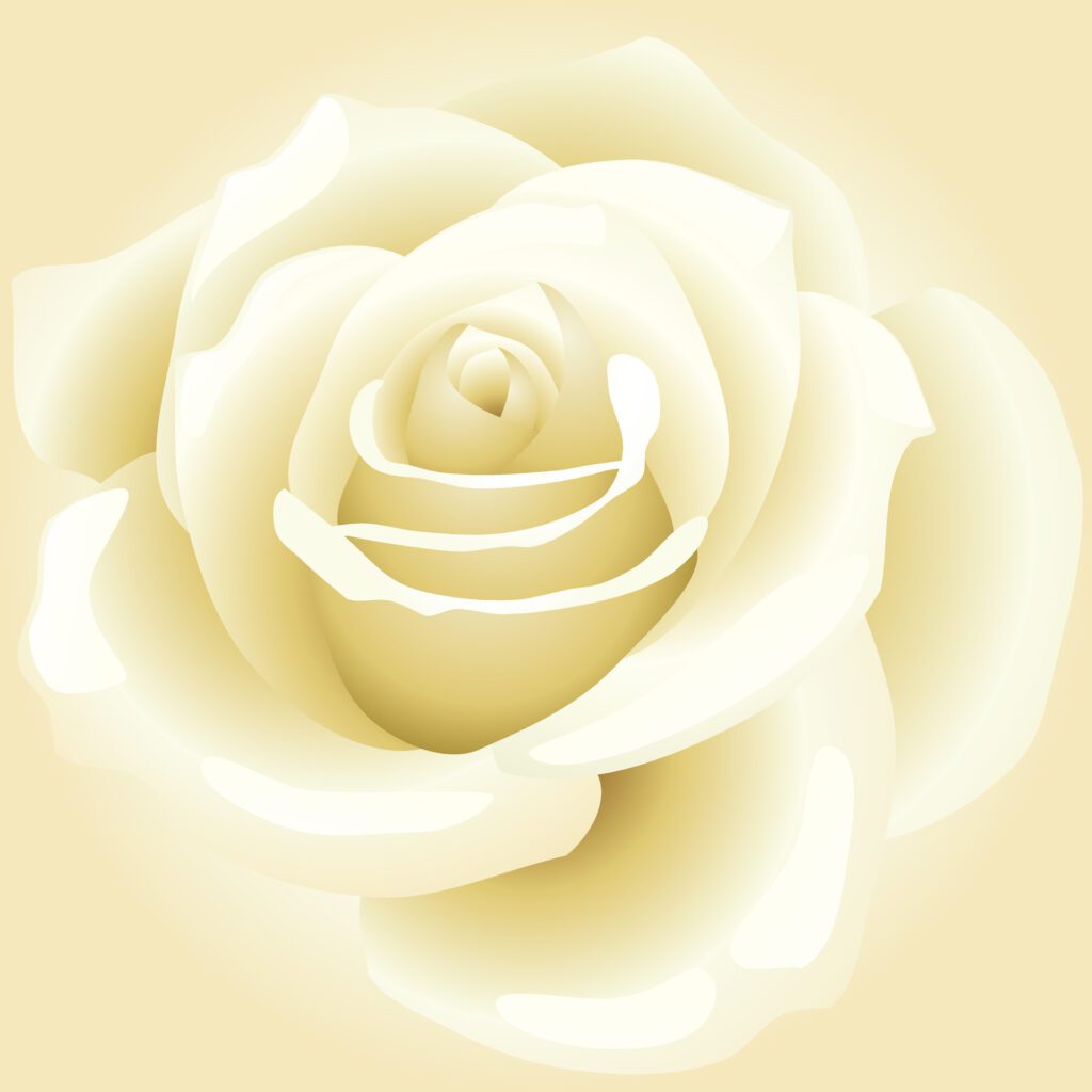 Vibrant White rose vector illustration on Rose Background for valentine day podium in white rose background vector Free Vector