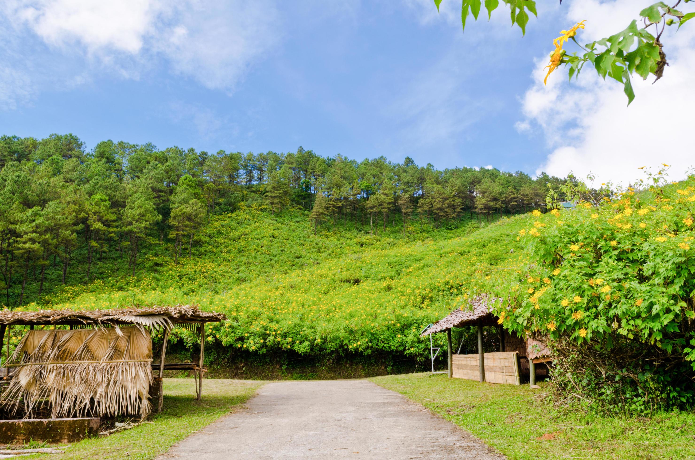 Scenic nature Doi Mae Uko mountain Stock Free