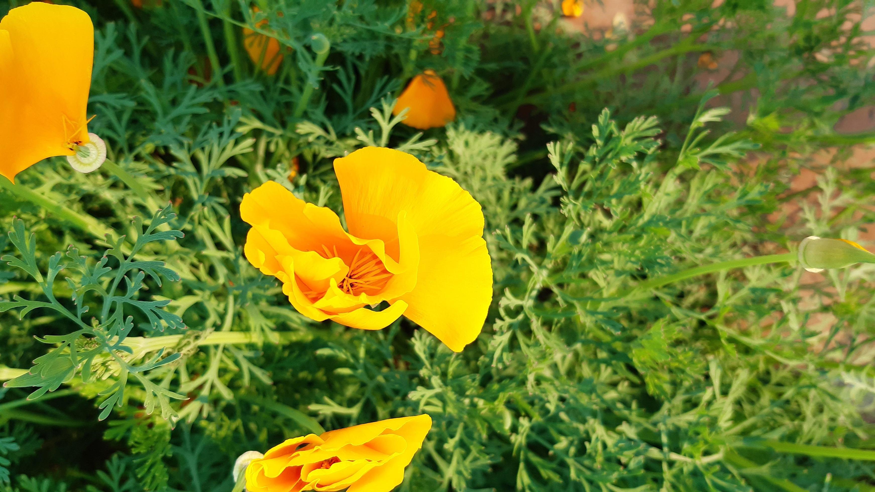 California poppy, golden poppy, California sunlight or cup of gold. california poppy flowering plant. Stock Free